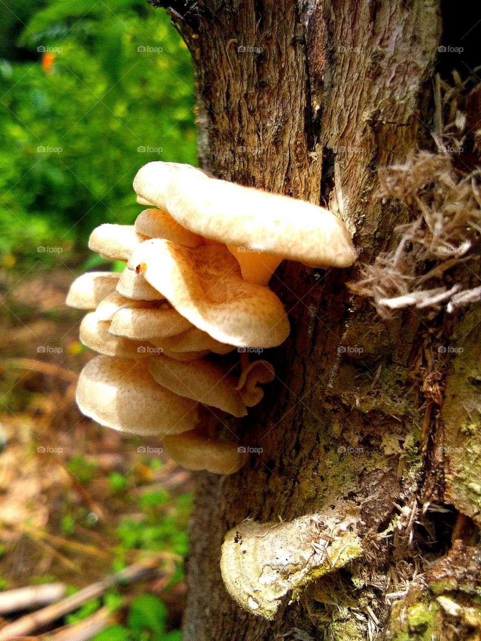 unknown mushroom species