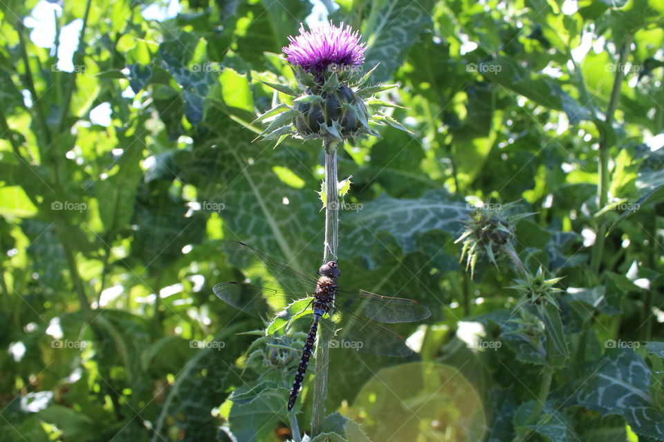 dragonfly