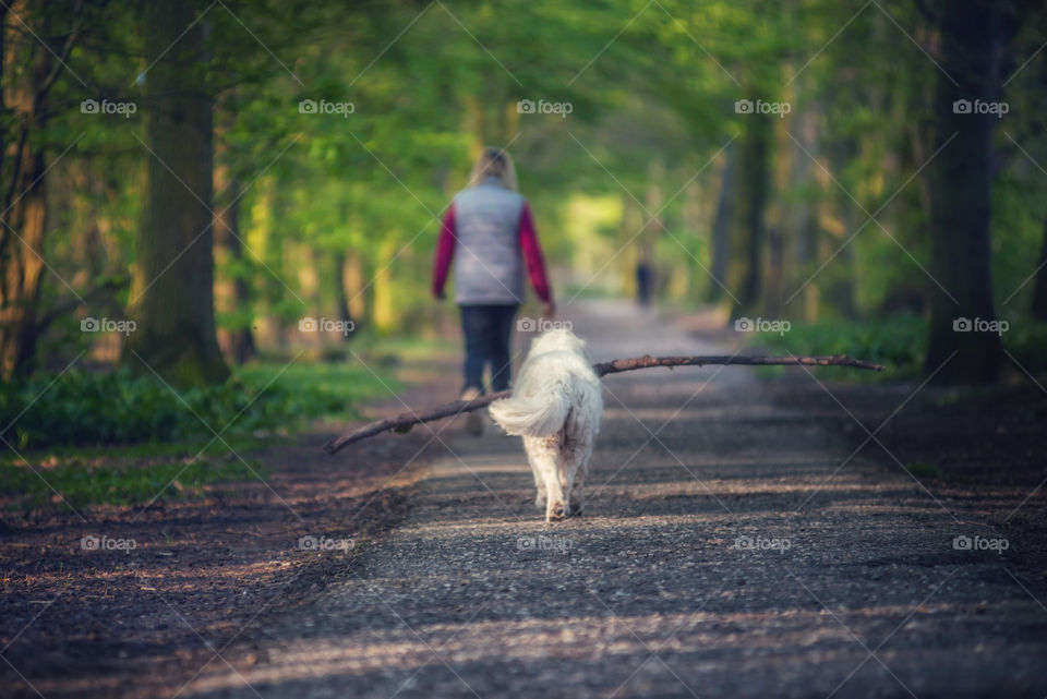 Walking a dog 