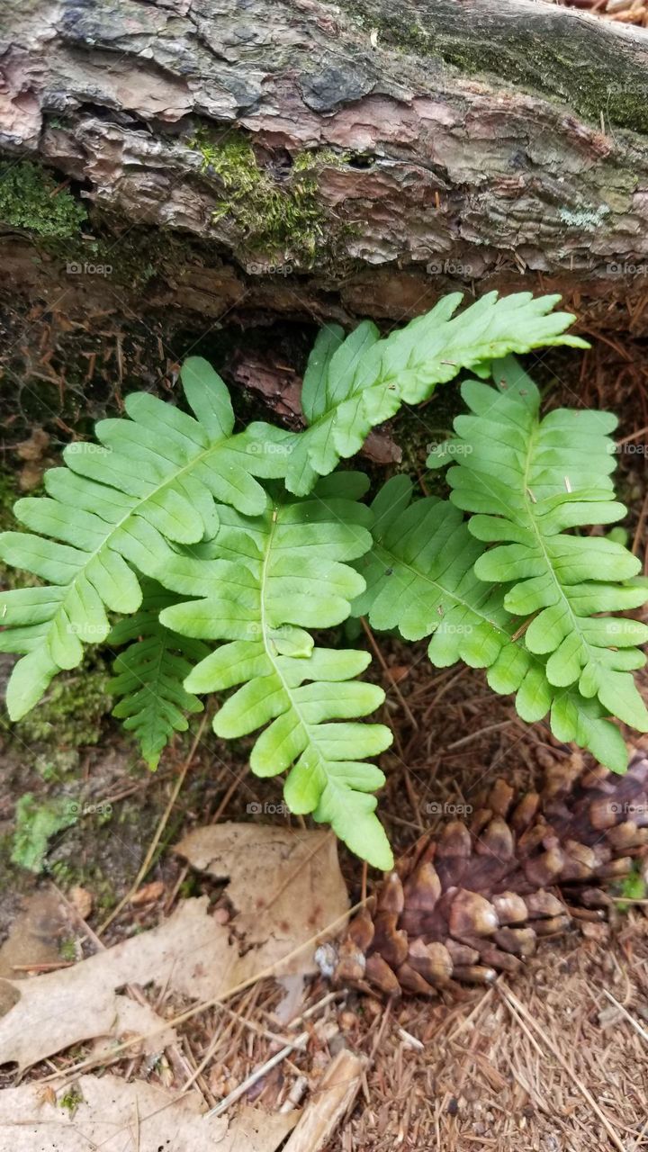 Wisconsin native Christmas Fern early in spring; Polystichum acrostichoides.