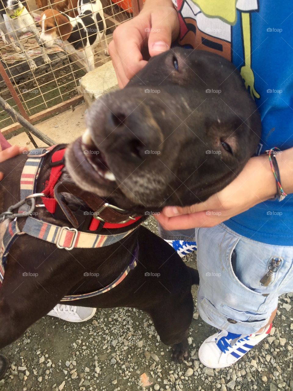 Adorable. At the dog shelter