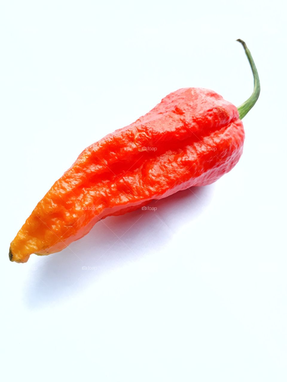 One of the hottest chillies in the world, found and cultivated in the north-eastern part of India mainly in Manipur, known as "Raja mircha" or the king chili.