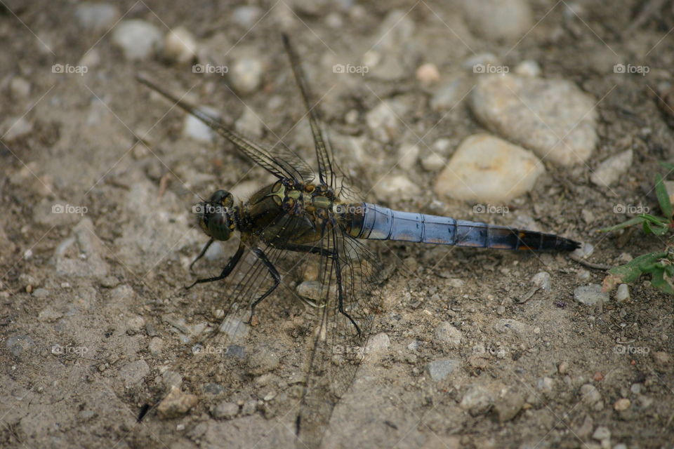 dragonfly