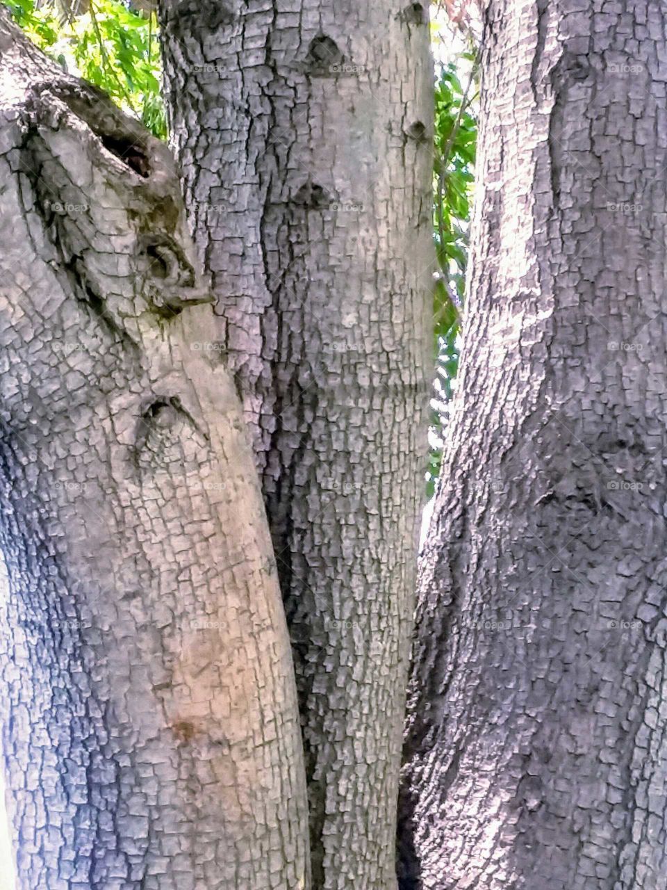 Three Tree Trunks Growing Together