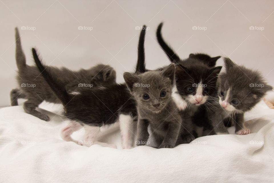 Kitten on pet bed