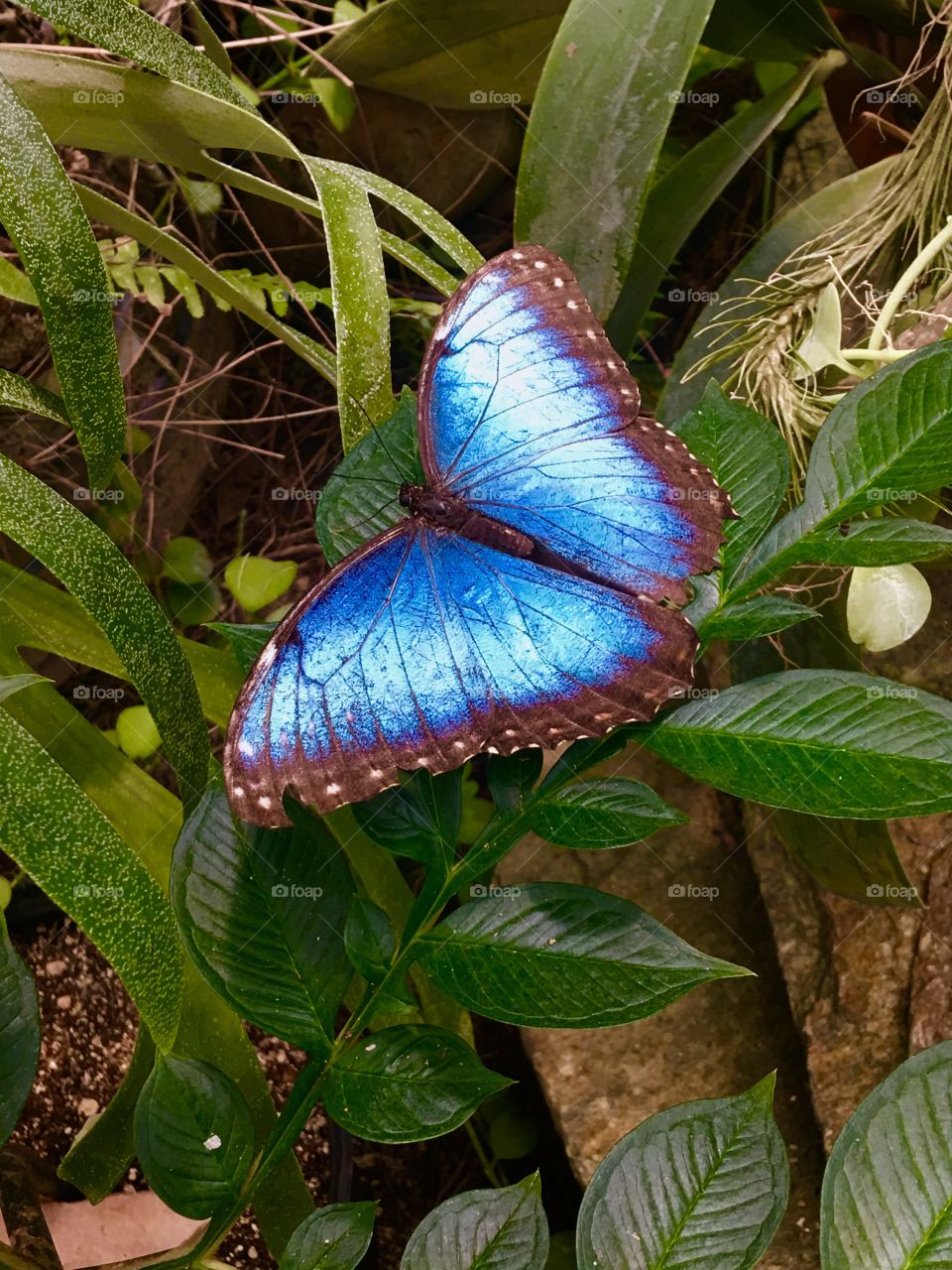 Cool Blue Butterfly 