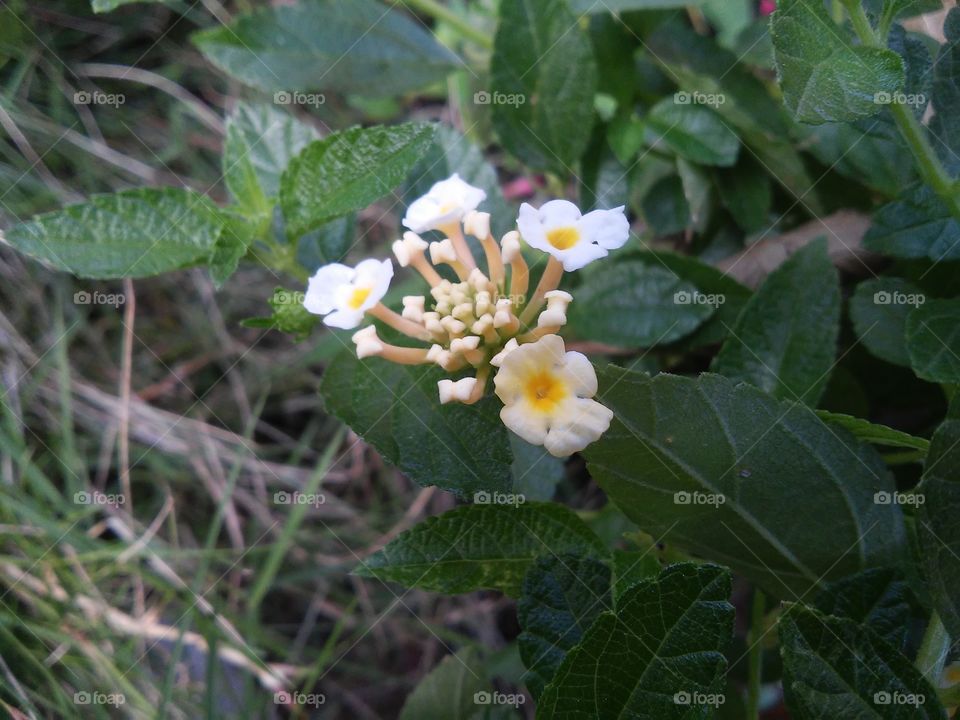 Beautyfull macro shots