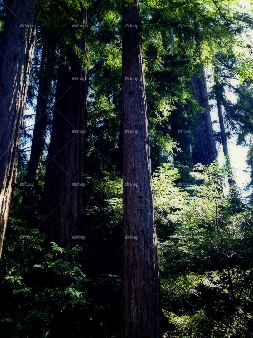 Dense redwood forest