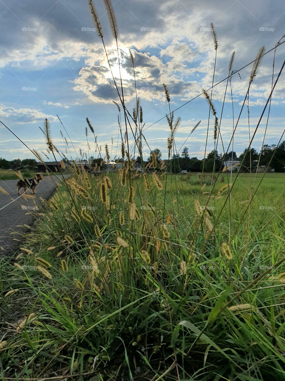 Cloudy Day with grass