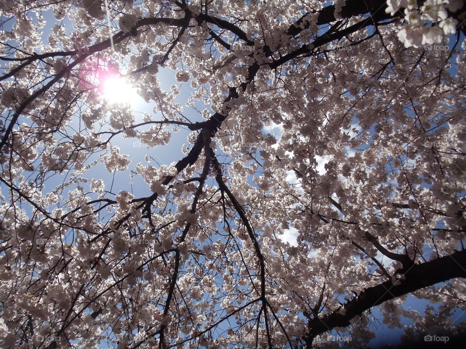 Cherry Blossom Sunny Pink Glow