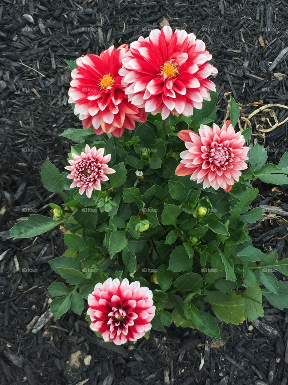 Close-up of a dahlias flower