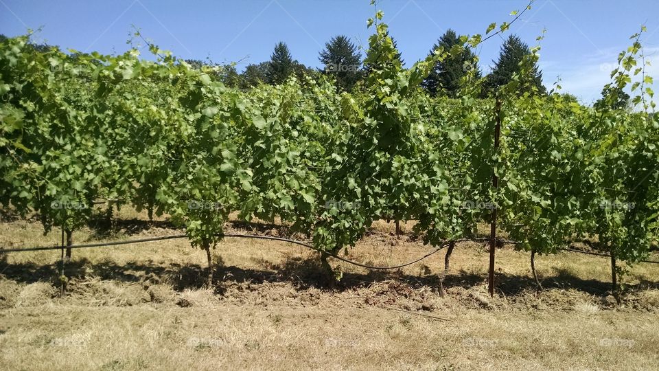 Vineyard. A Willamette Valley vineyard.