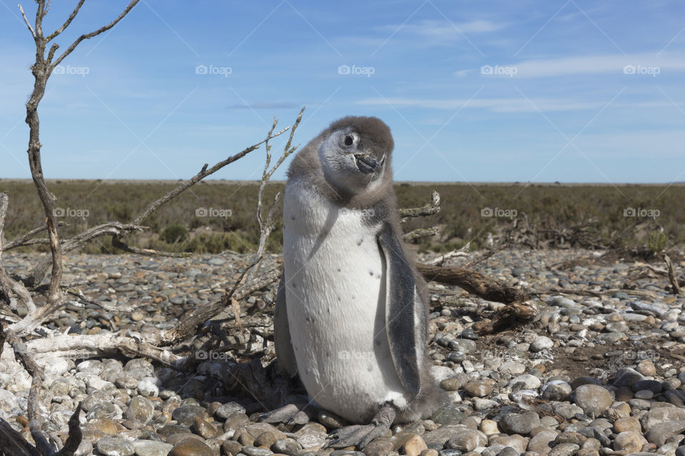 Pinguenera Faro Cabo Virgenes