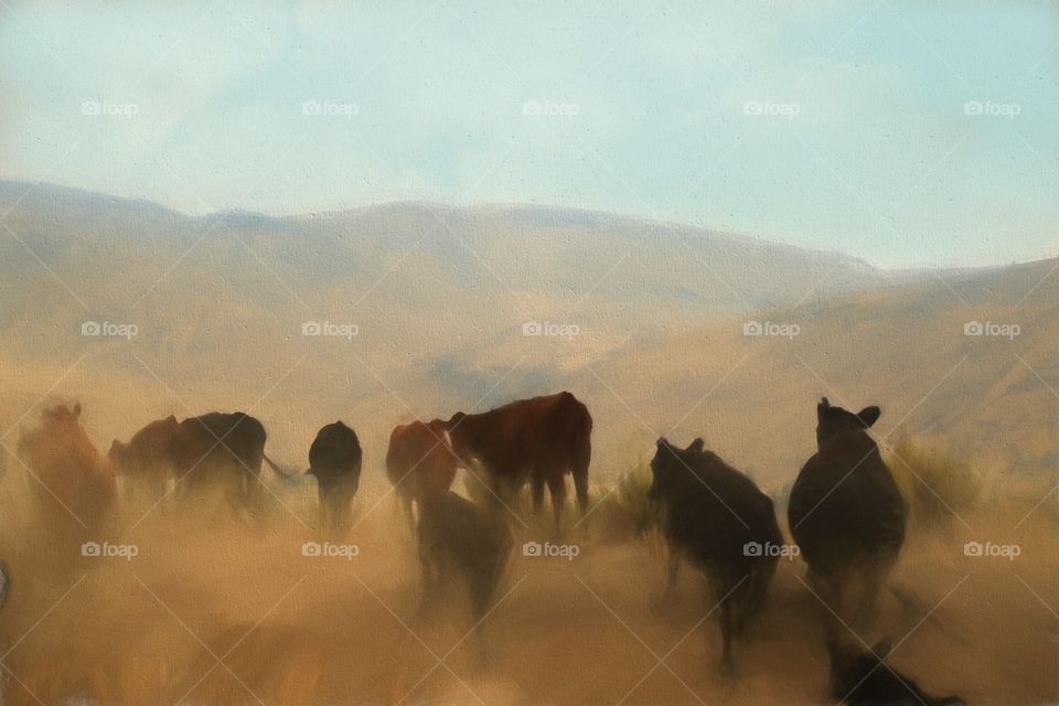 The herd in the dust