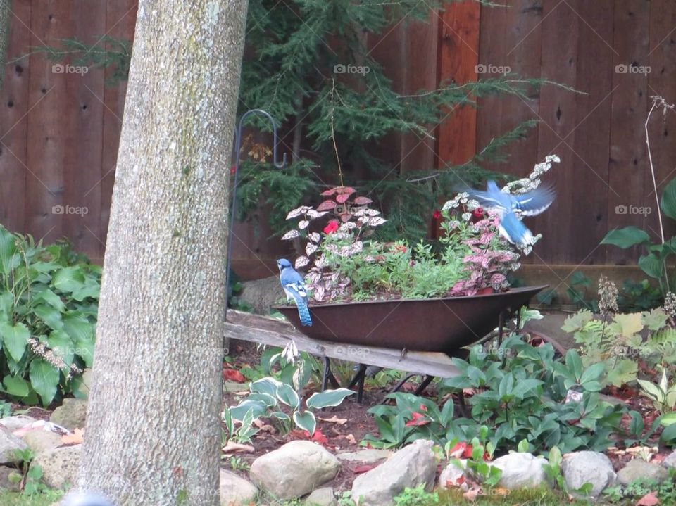Blue jays with flowers