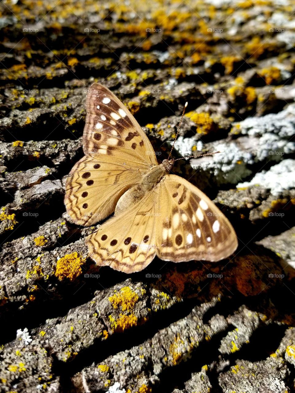 Butterfly on a Hackberry Tree with Lichens IG:lizwhite777