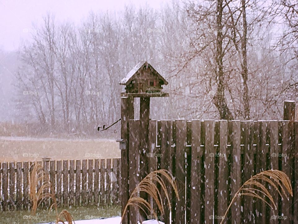 Bird feeder in winter