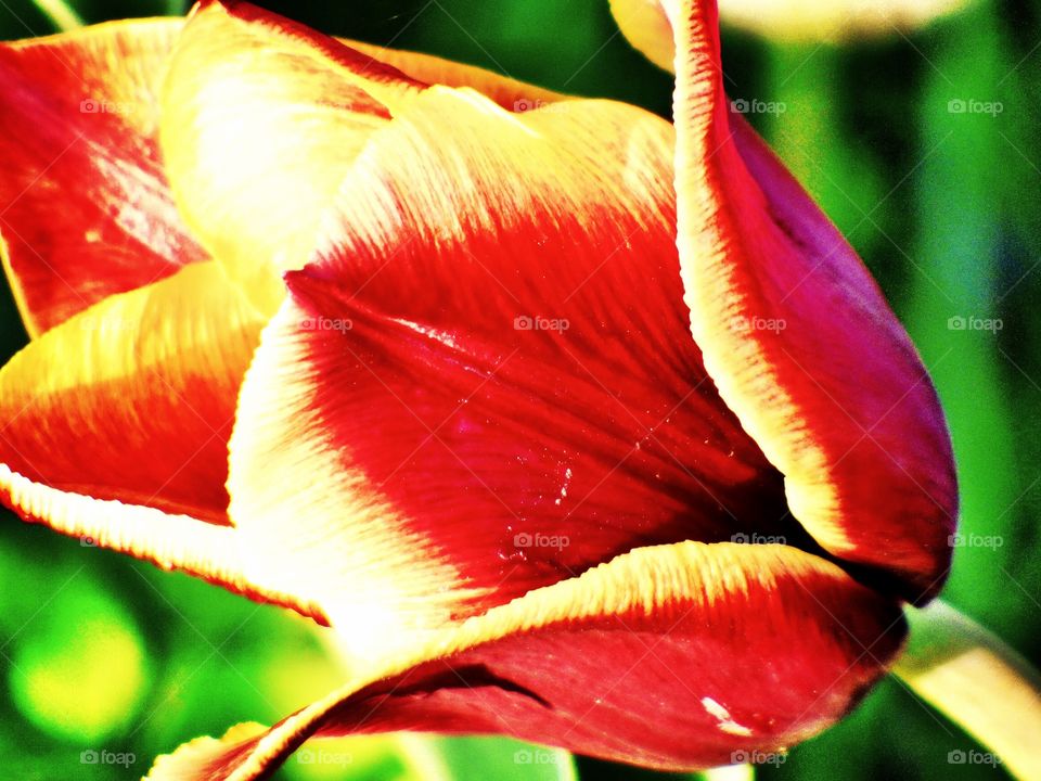 Beautiful up close tulip in Indiana 