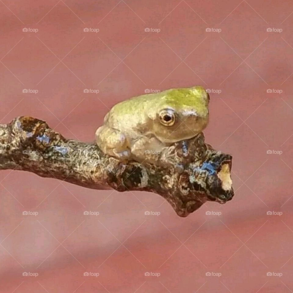 Tiny frog on a stick