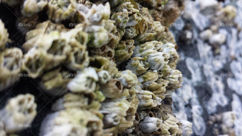Beach barnacles in eureka California