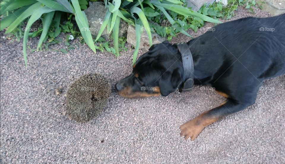 Rottweiler and Hedgehog