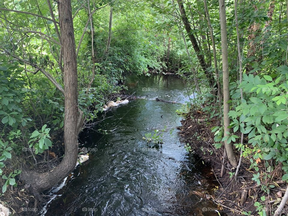 Forest creek in Pine Barrens