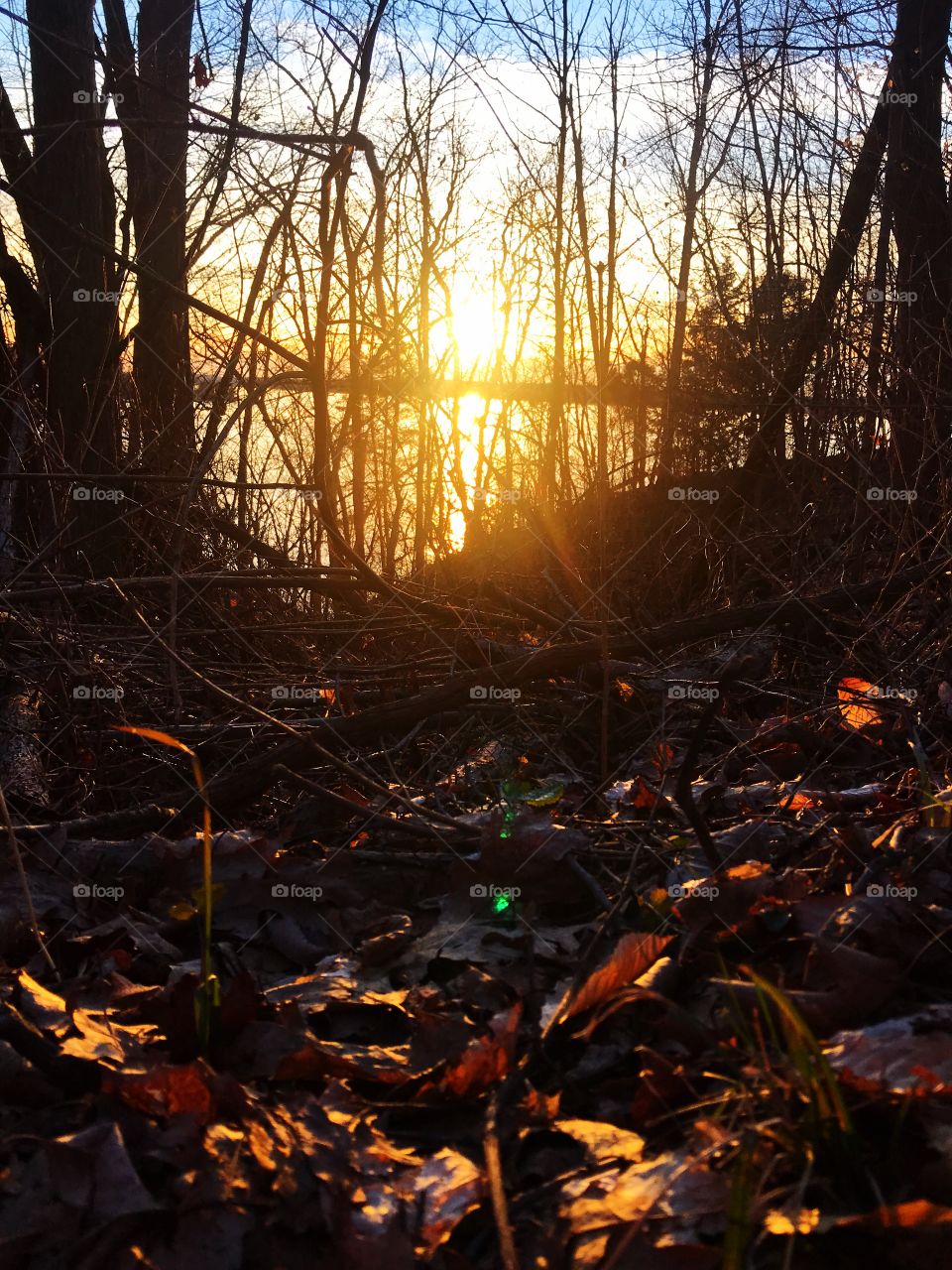 lake sunset through the woods