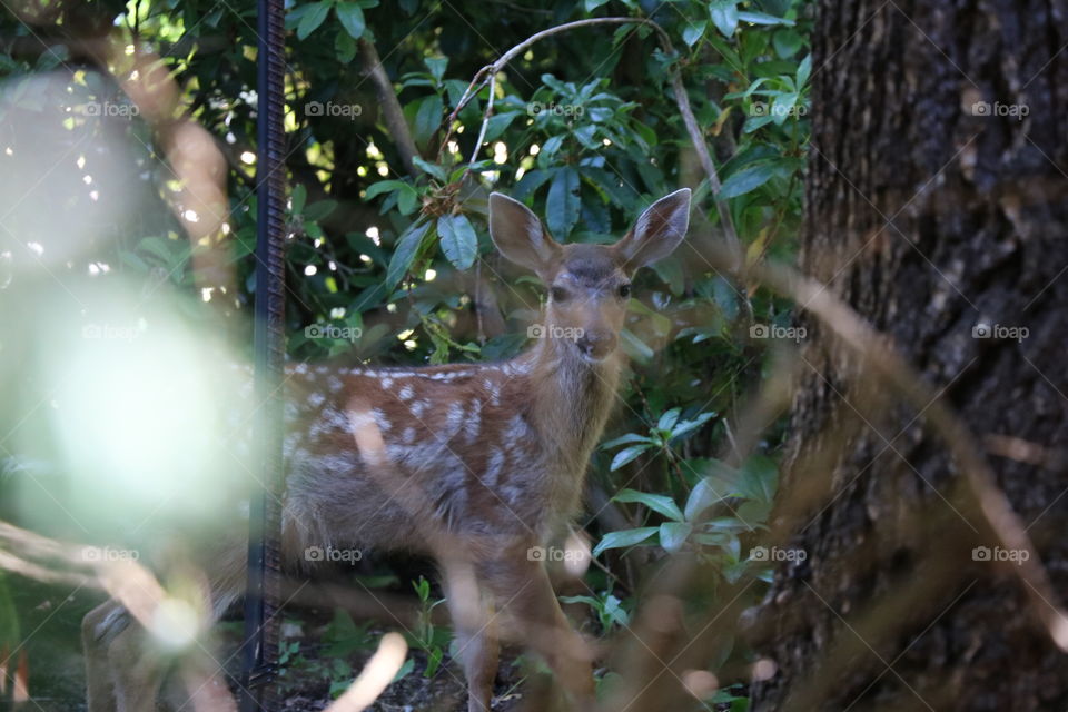 Deer in the bush