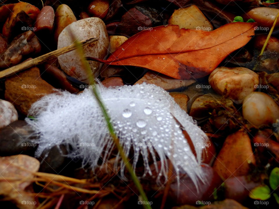 feather with dew