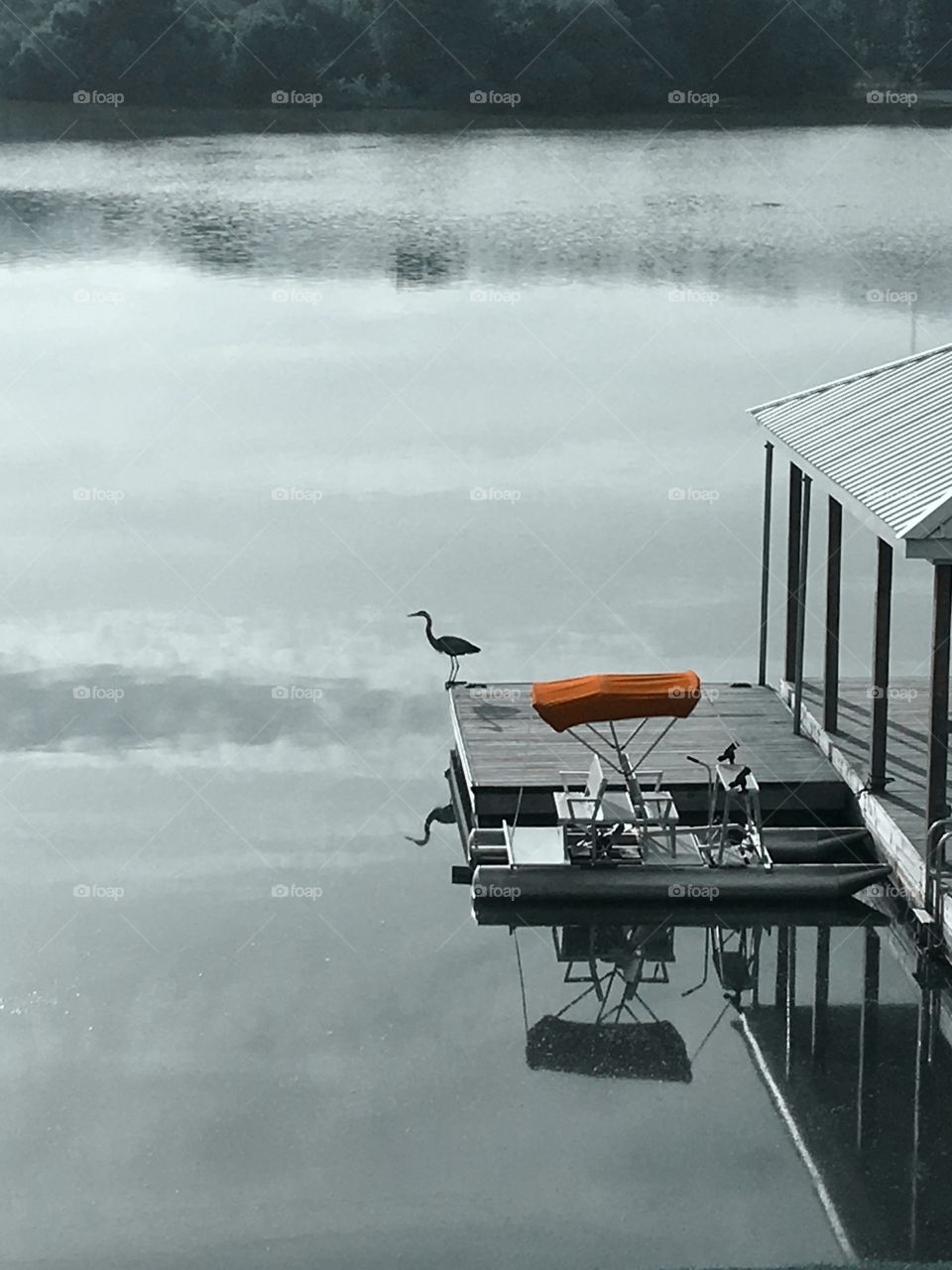 Bird on dock