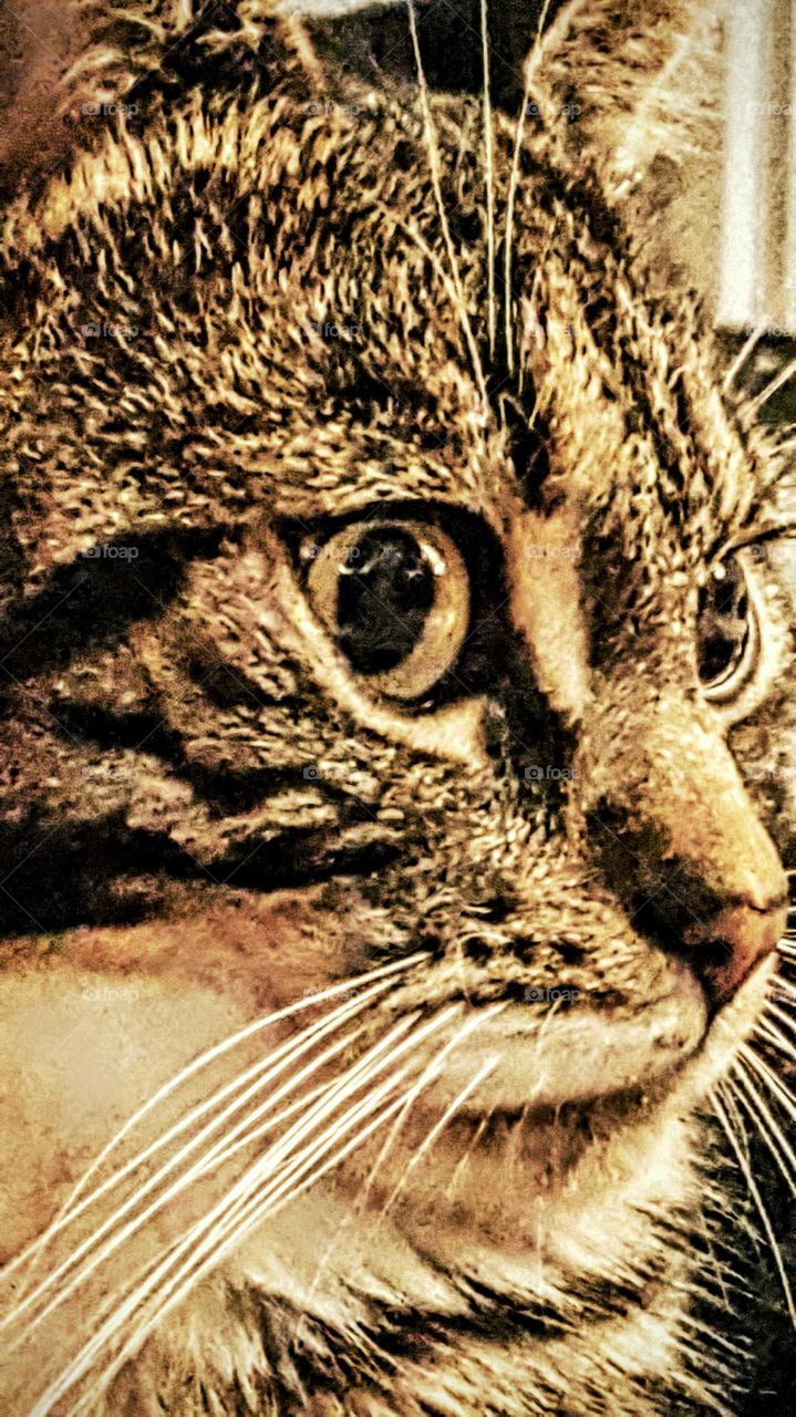 eye of little tiger. close up picture of cat's face