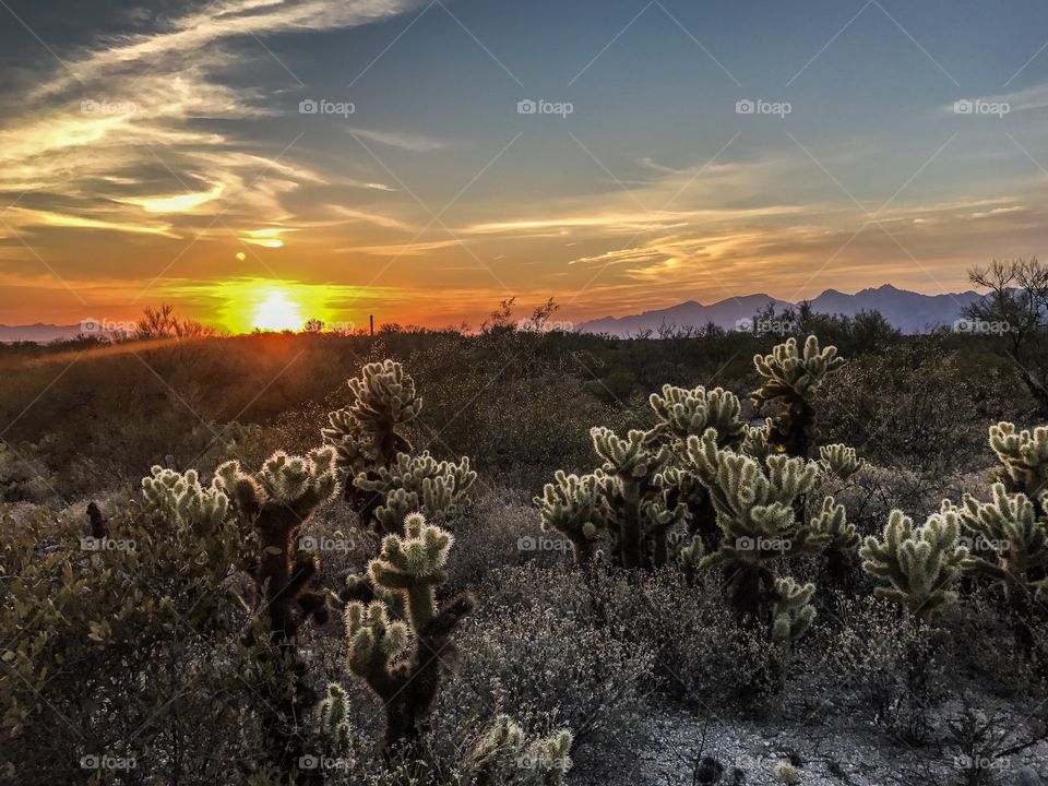 Cactus Sunset 