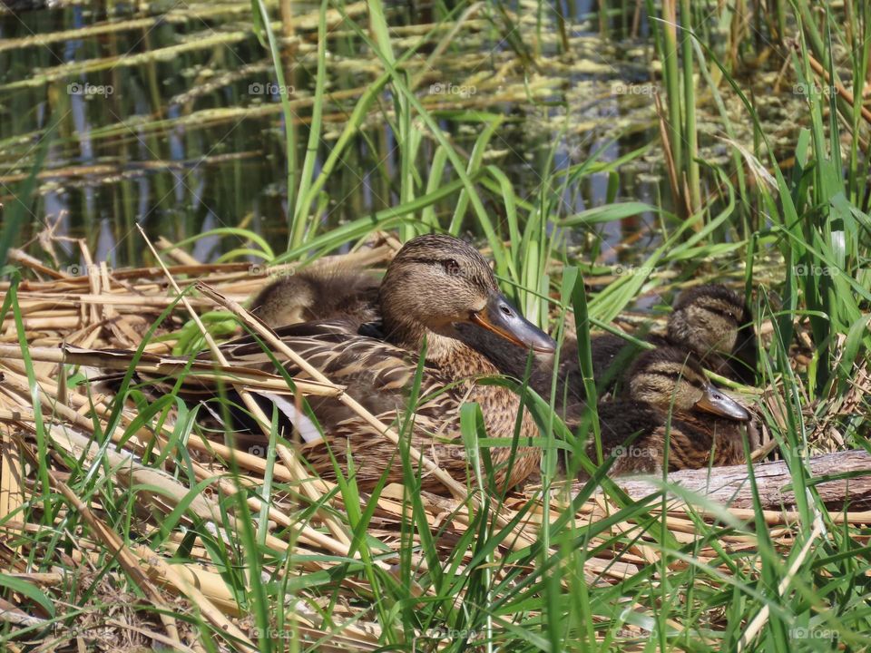 Duck with chicks on the lake