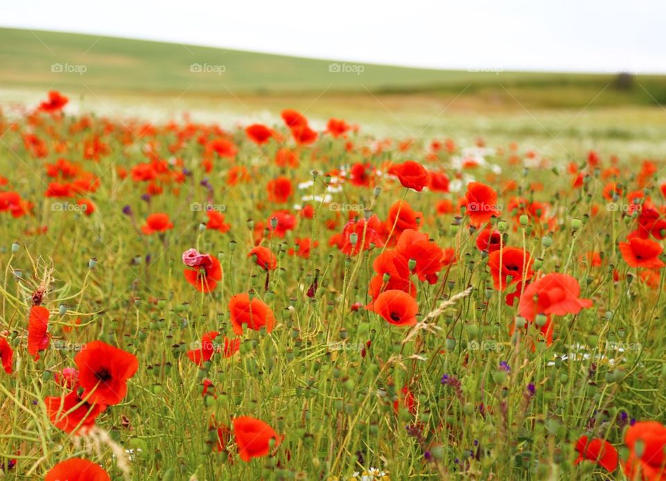 Red poppies on a field with some white flowers in the background 