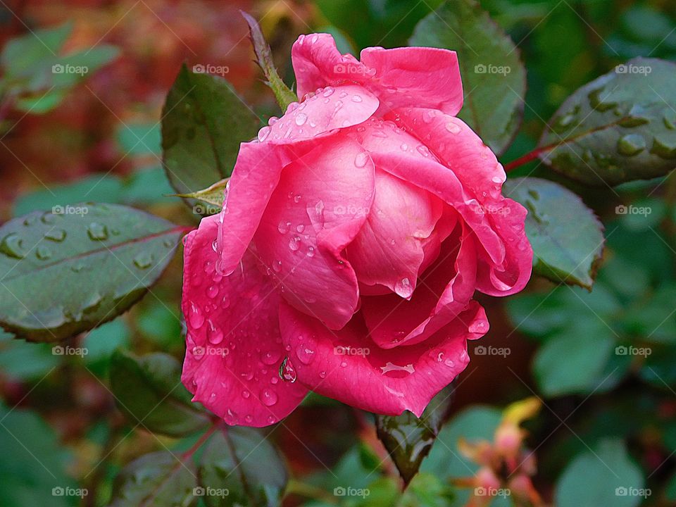 A beautiful pink rose with raindrops. A symbol of grace and elegance, often given as a token of admiration and appreciation. 