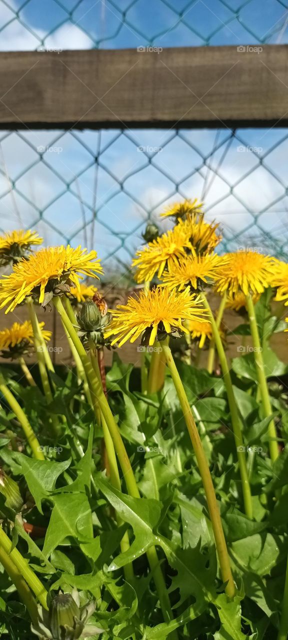 dandelions