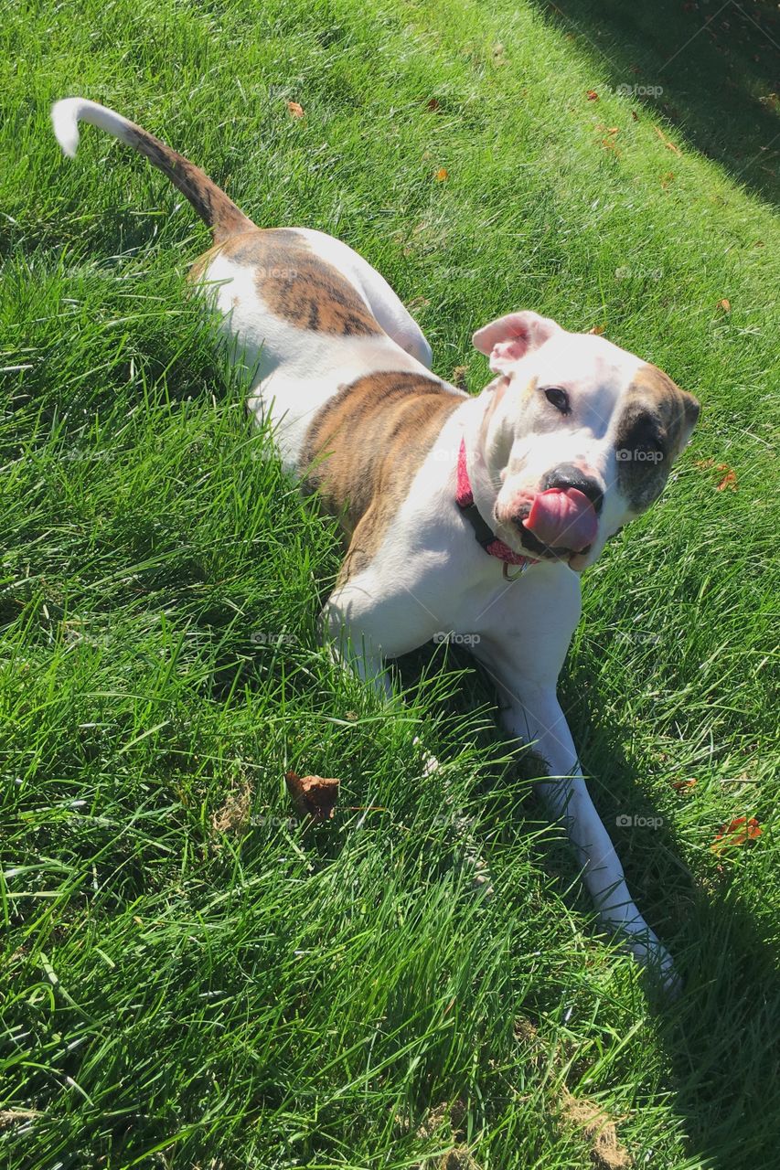 Grass, Dog, Cute, Animal, Mammal