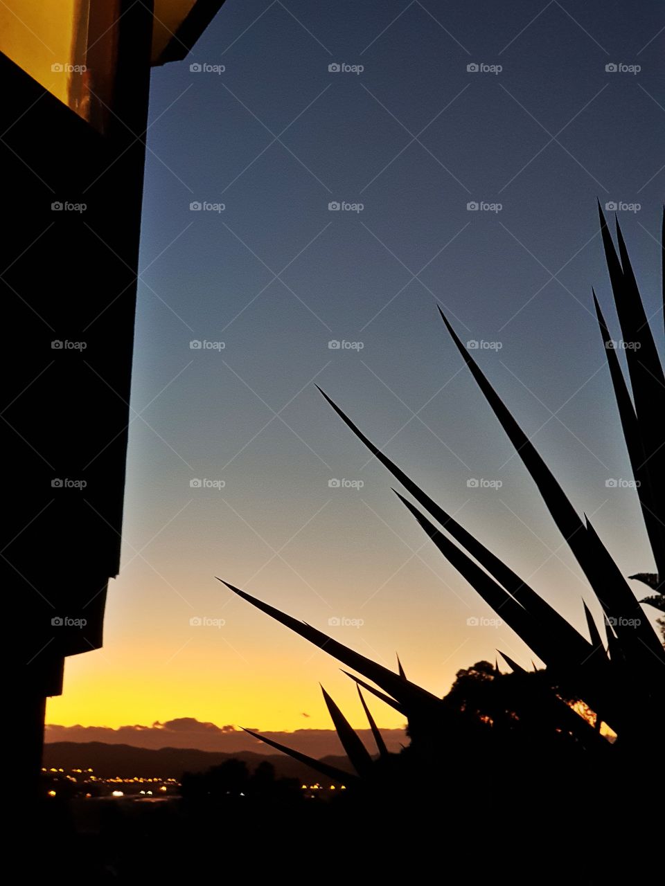 The sunset of beautiful yellow and gold light land in the distance. A palm tree to the right and my kitchen window to the left.