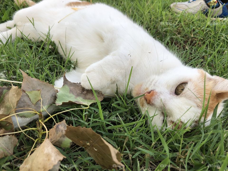 Cat enjoying laying in grass