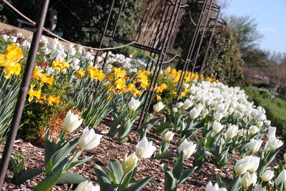 Field of flowers 