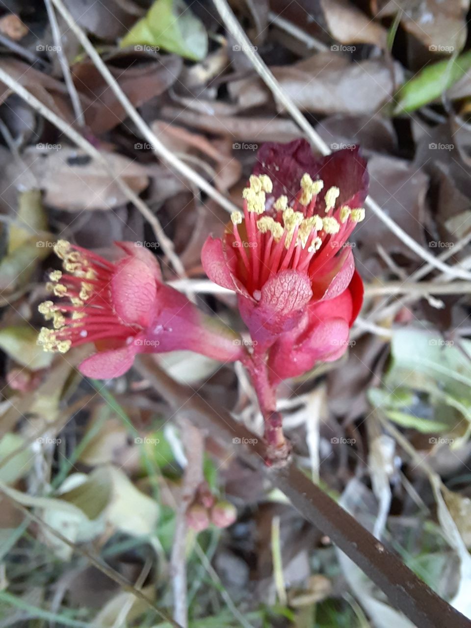 winter garden  -blomming of quince flowers in December