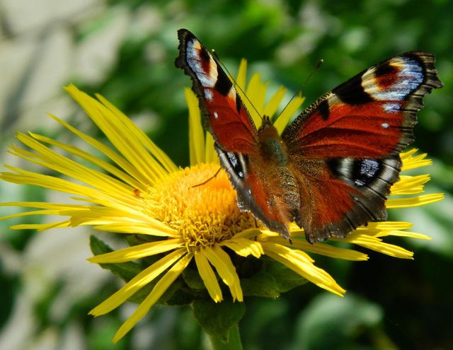 butterfly sits on a yellow flower