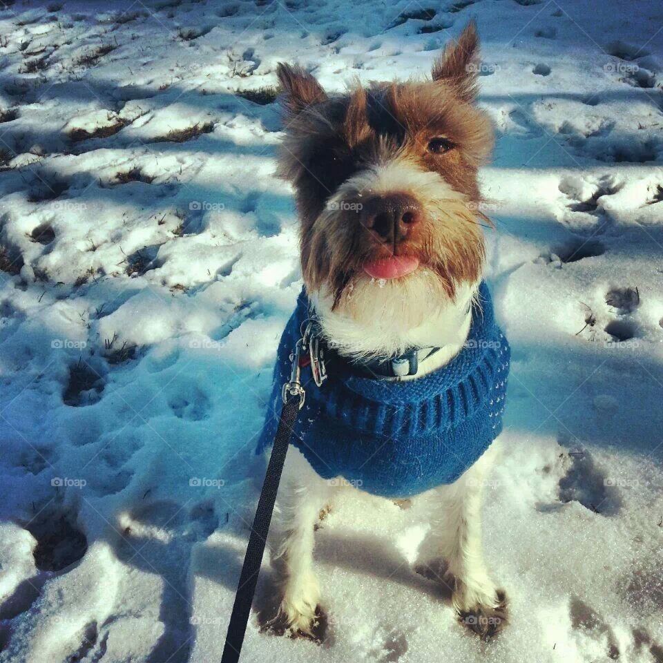 Welkin sticking his tongue out in the snow