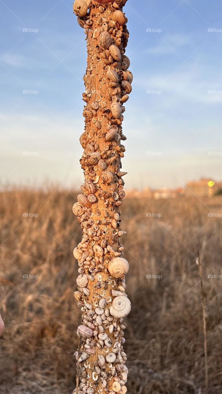 Shells on a tree