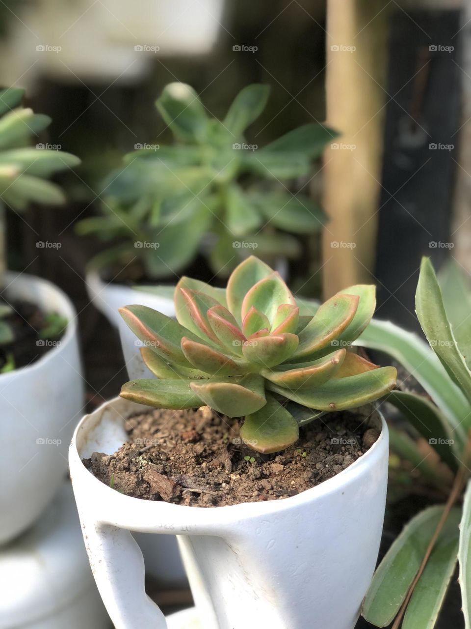 A cute succulent 