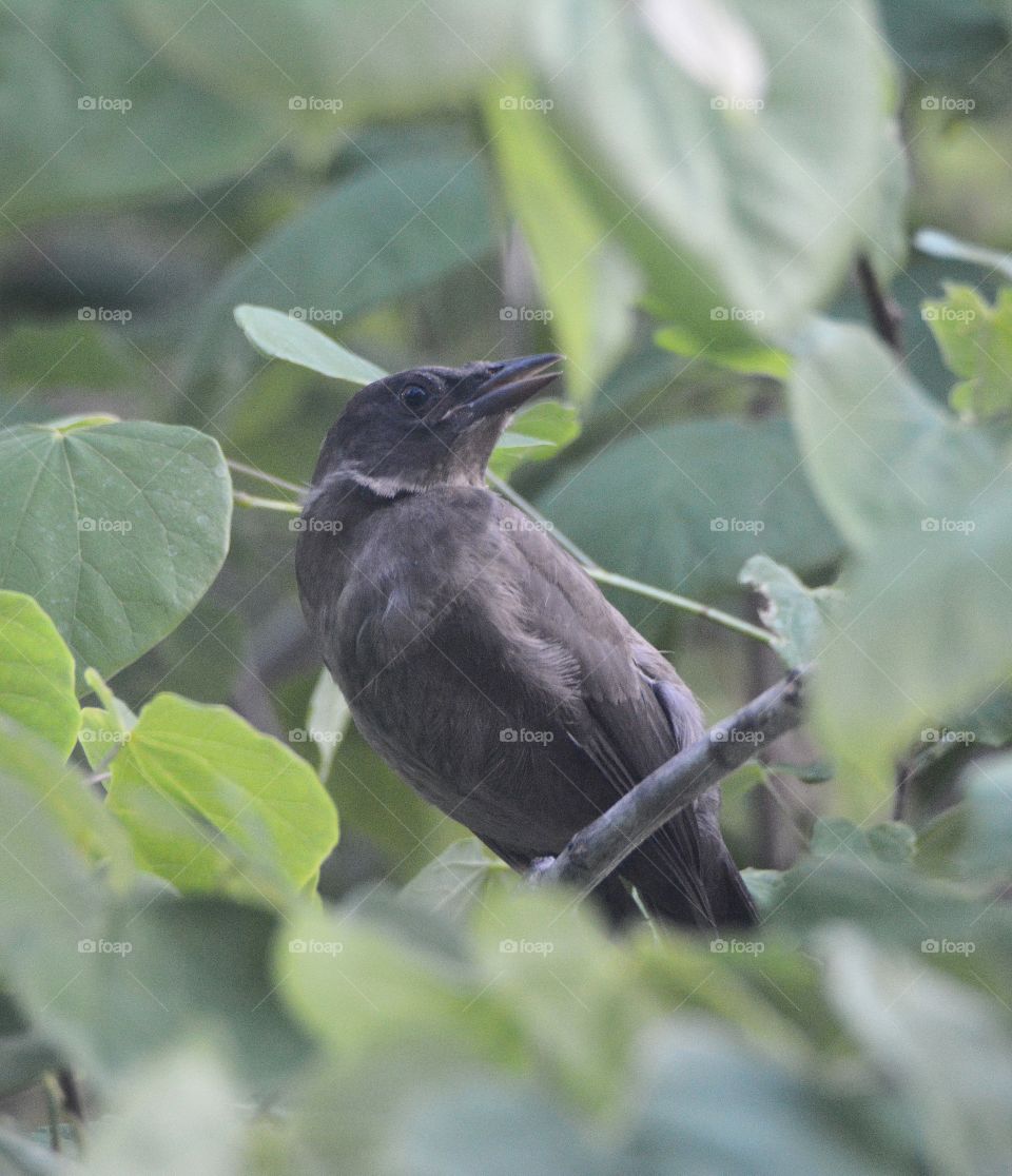 Grackle blackbird 