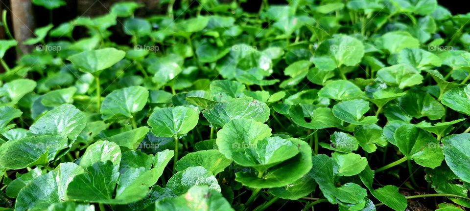 centella aisatica