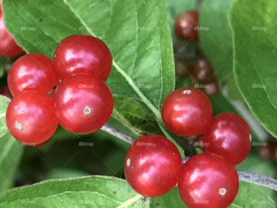Common Honeysuckle, Closeup of two clusters of red berries