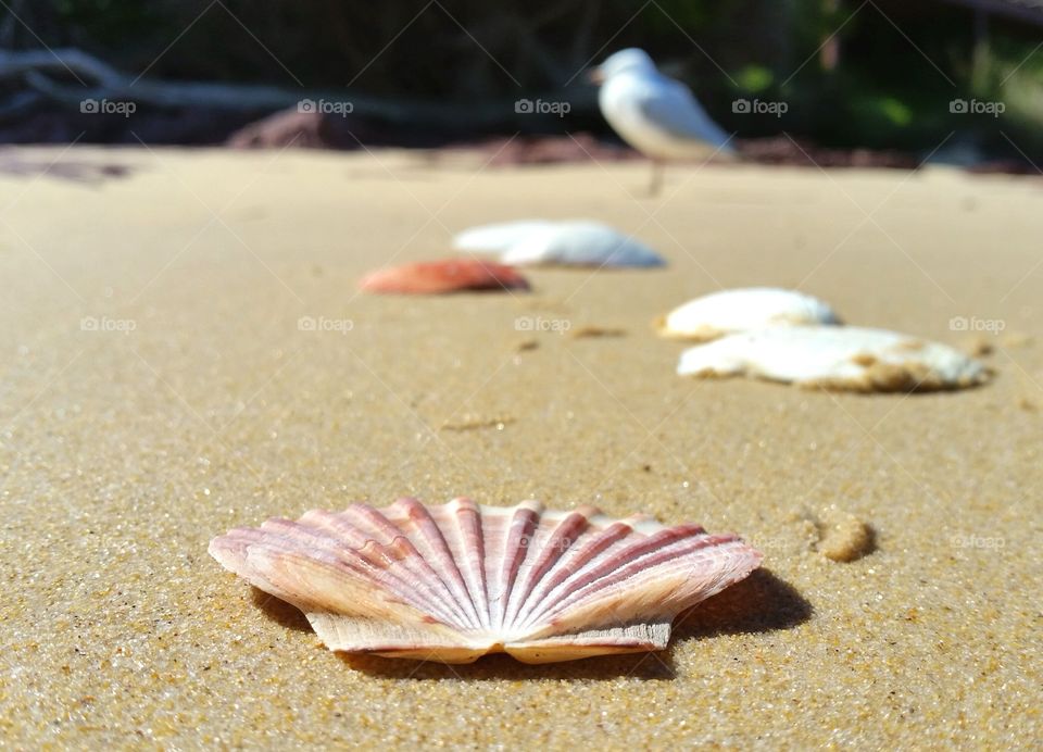 Scatteted scallop shells on a sandy beach with seagull in the background