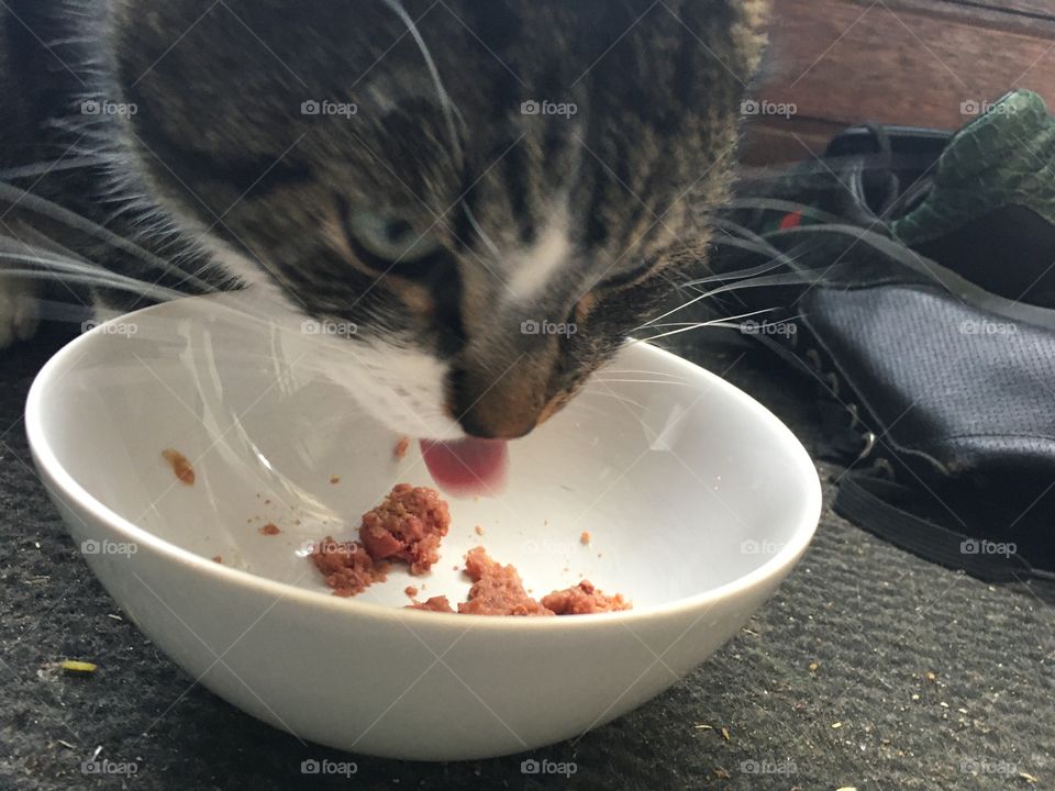 Cat eat his meal at home